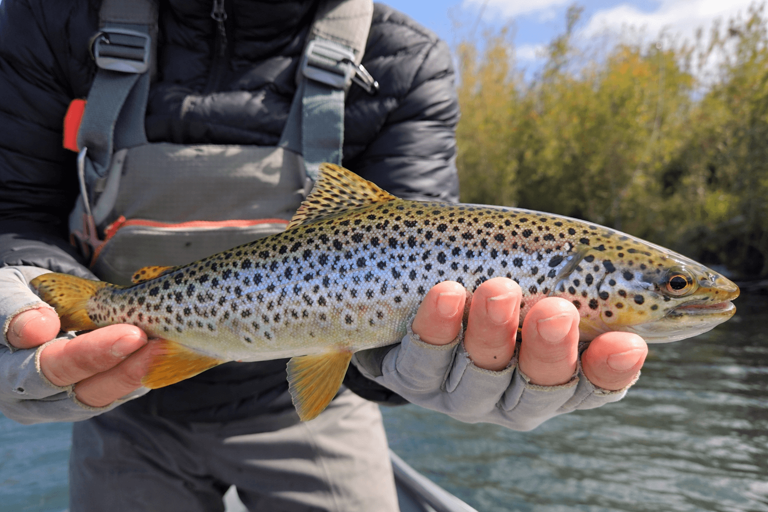 Fly Fishing – Río Maullín & Lagos 16