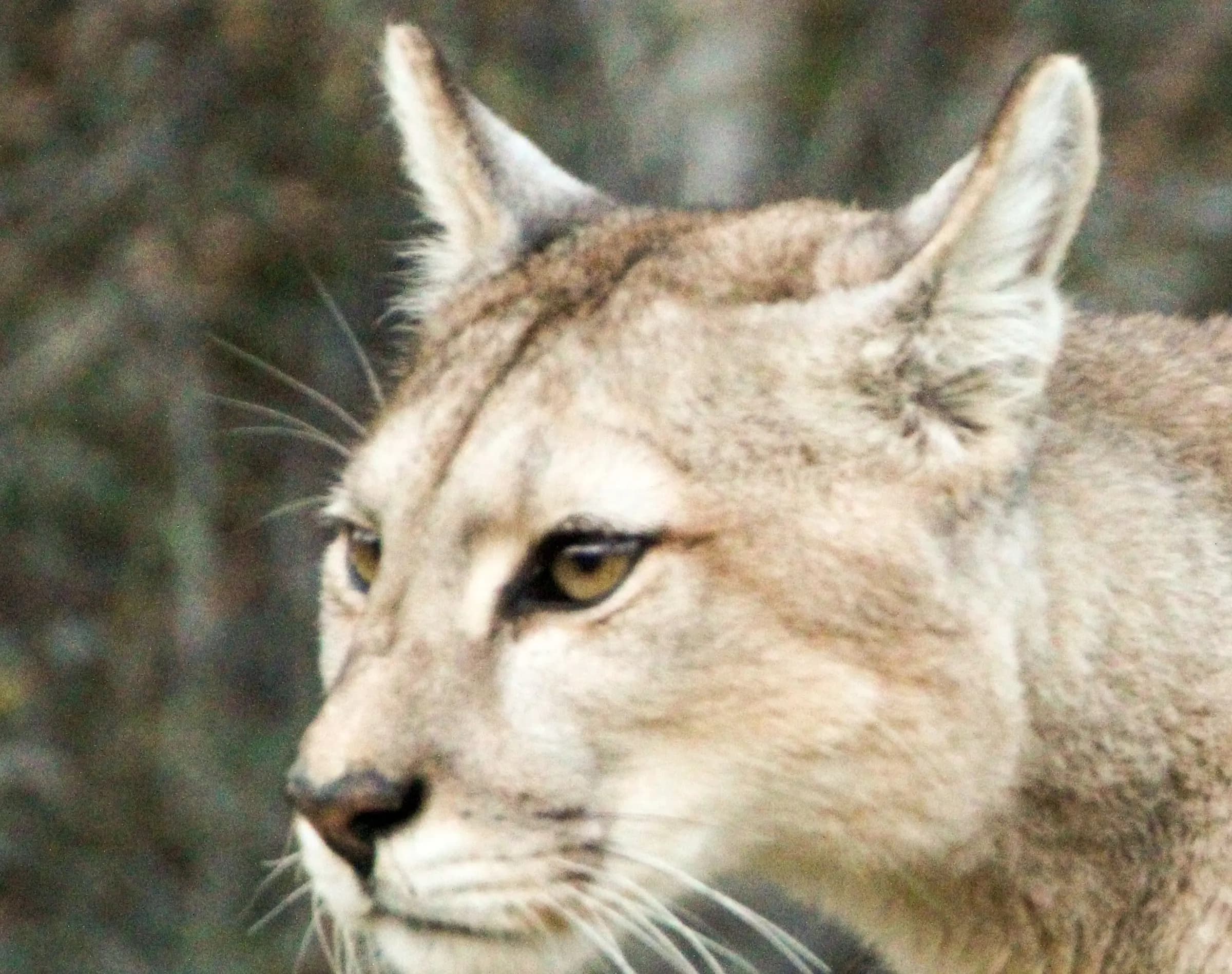 Close portrait of a puma in the steppe scrub, Torres del Paine