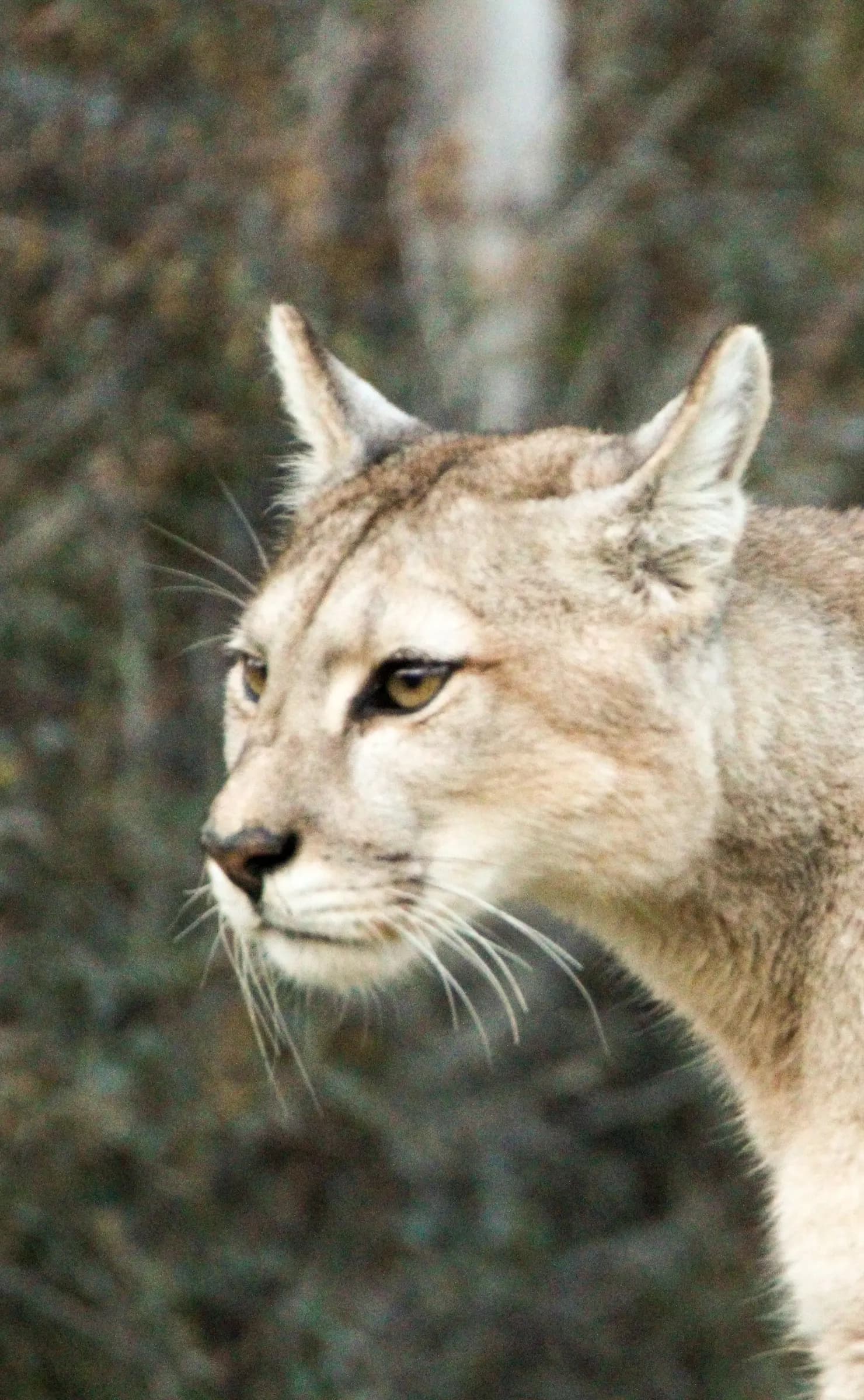 Wild puma in the steppe of Torres del Paine