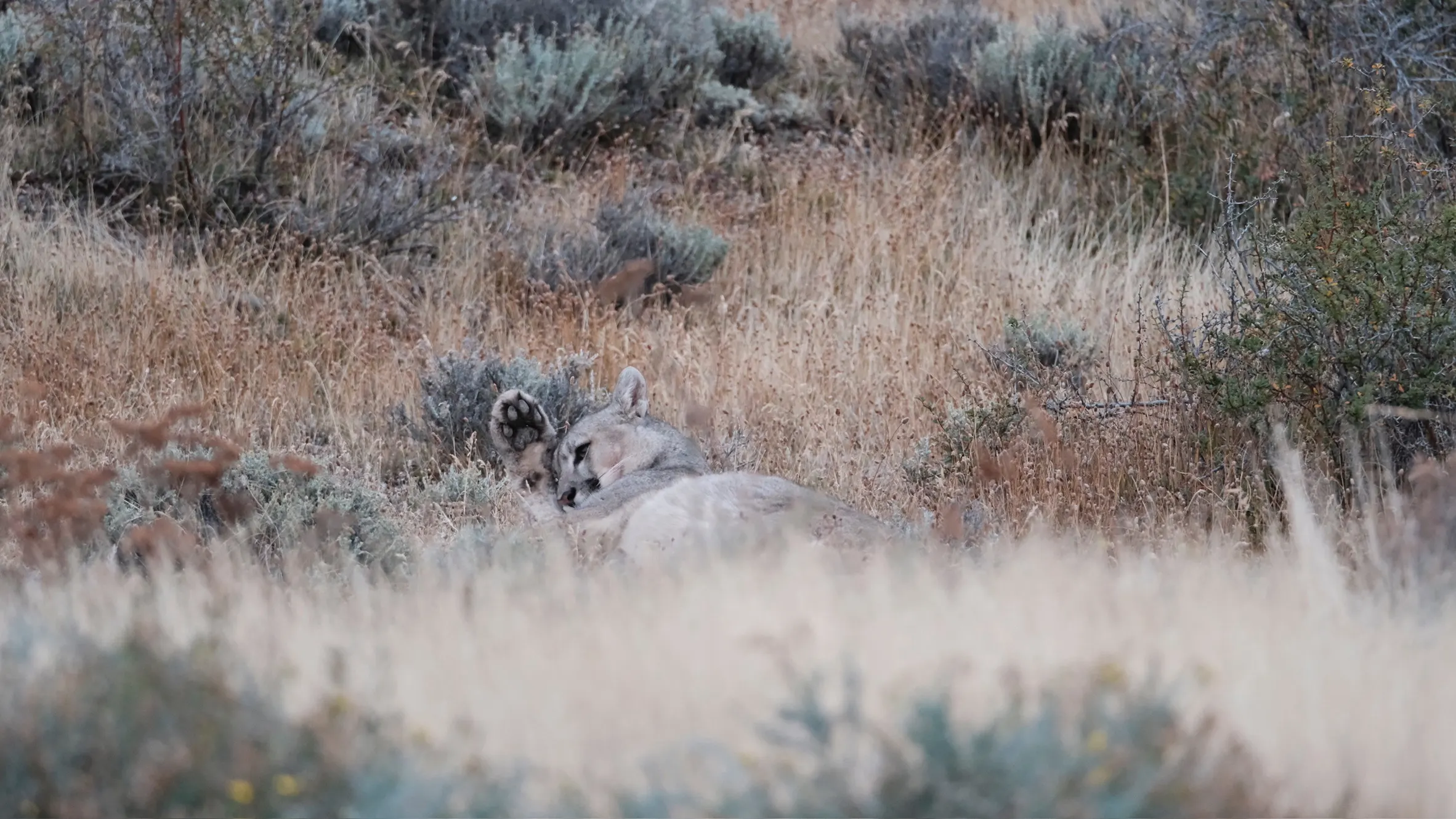 Puma resting in golden grass on the steppe, Torres del Paine