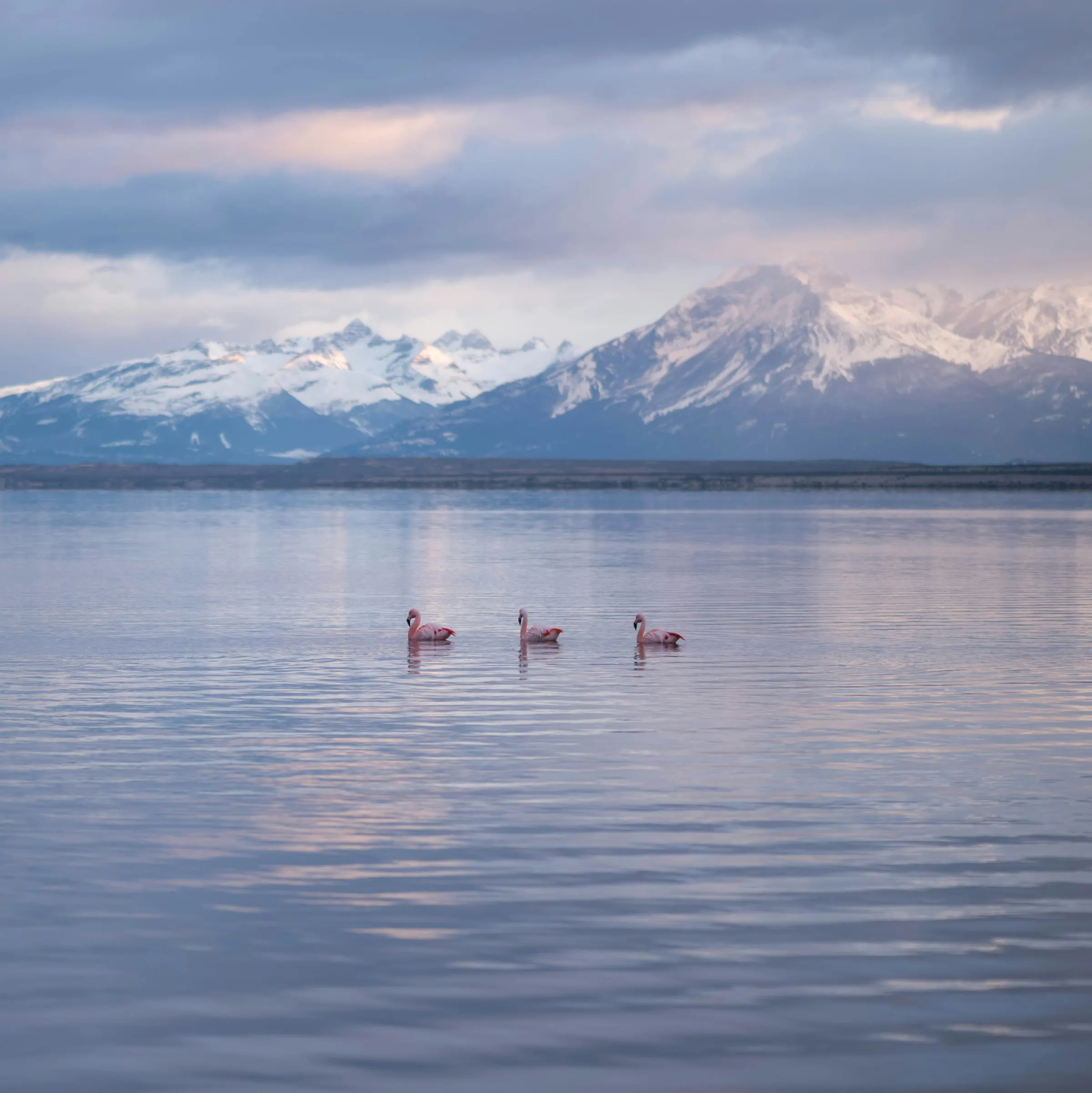 Flamingos on the water with snowy peaks behind, Puerto Natales