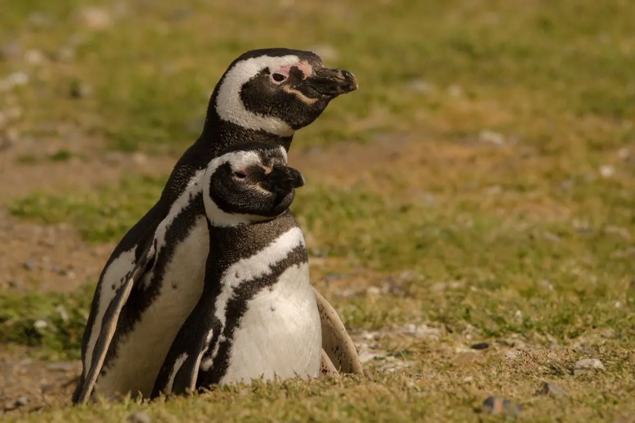 Pair of Magellanic penguins on the grass, Magdalena Island