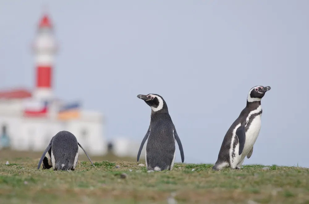 Magellanic penguins in front of the lighthouse on Magdalena Island, Strait of Magellan