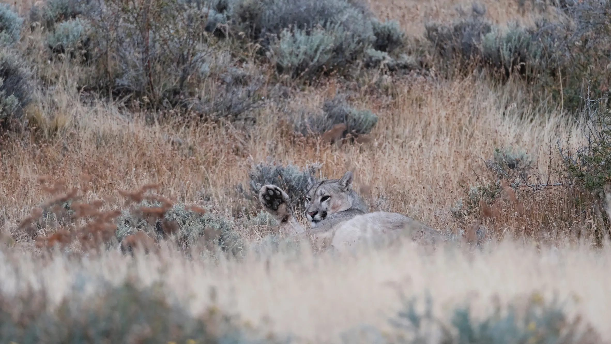 Puma resting in golden grass on the steppe, Torres del Paine