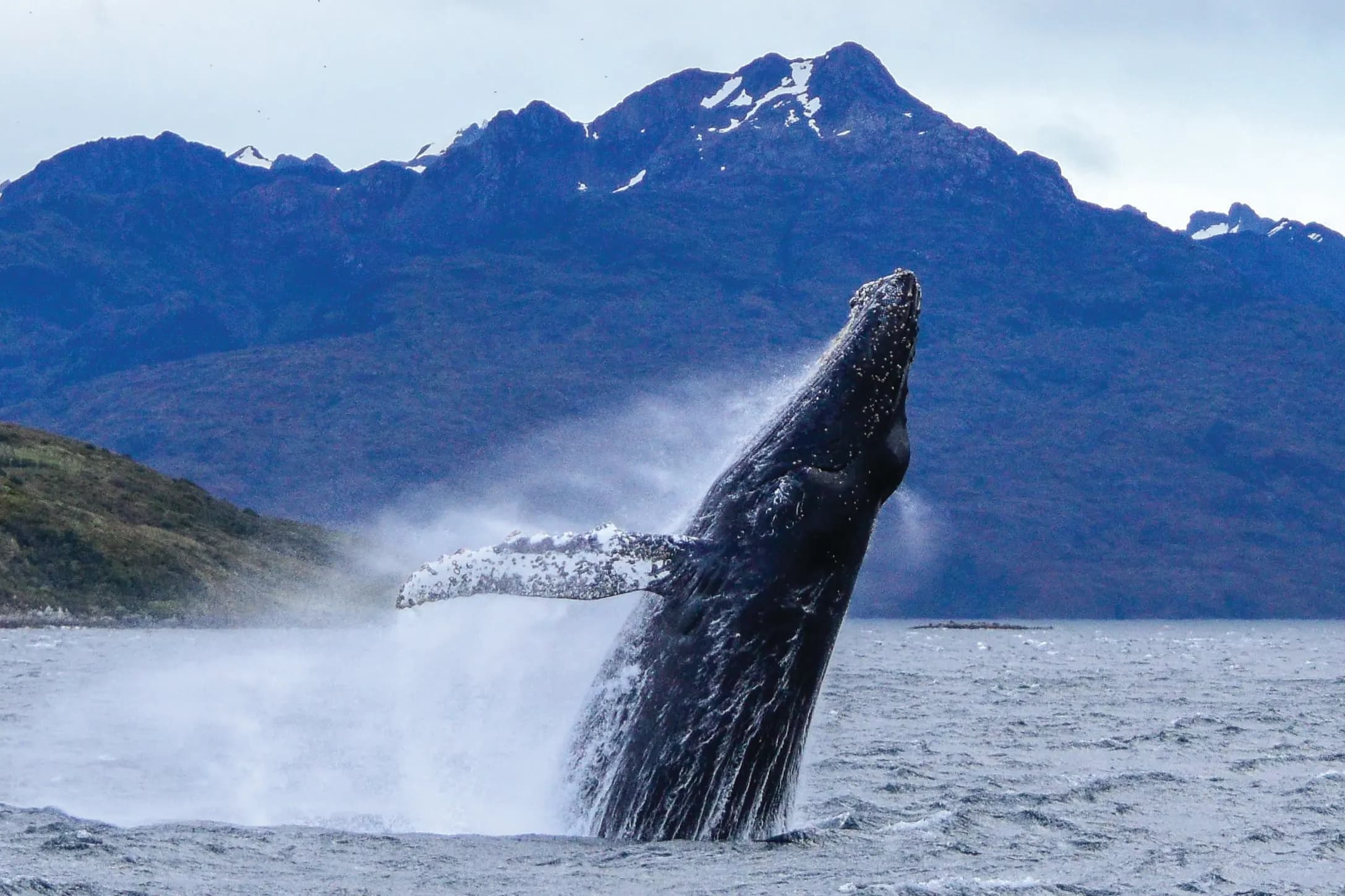 Humpback whale breaching in front of the mountains, Francisco Coloane Marine Park