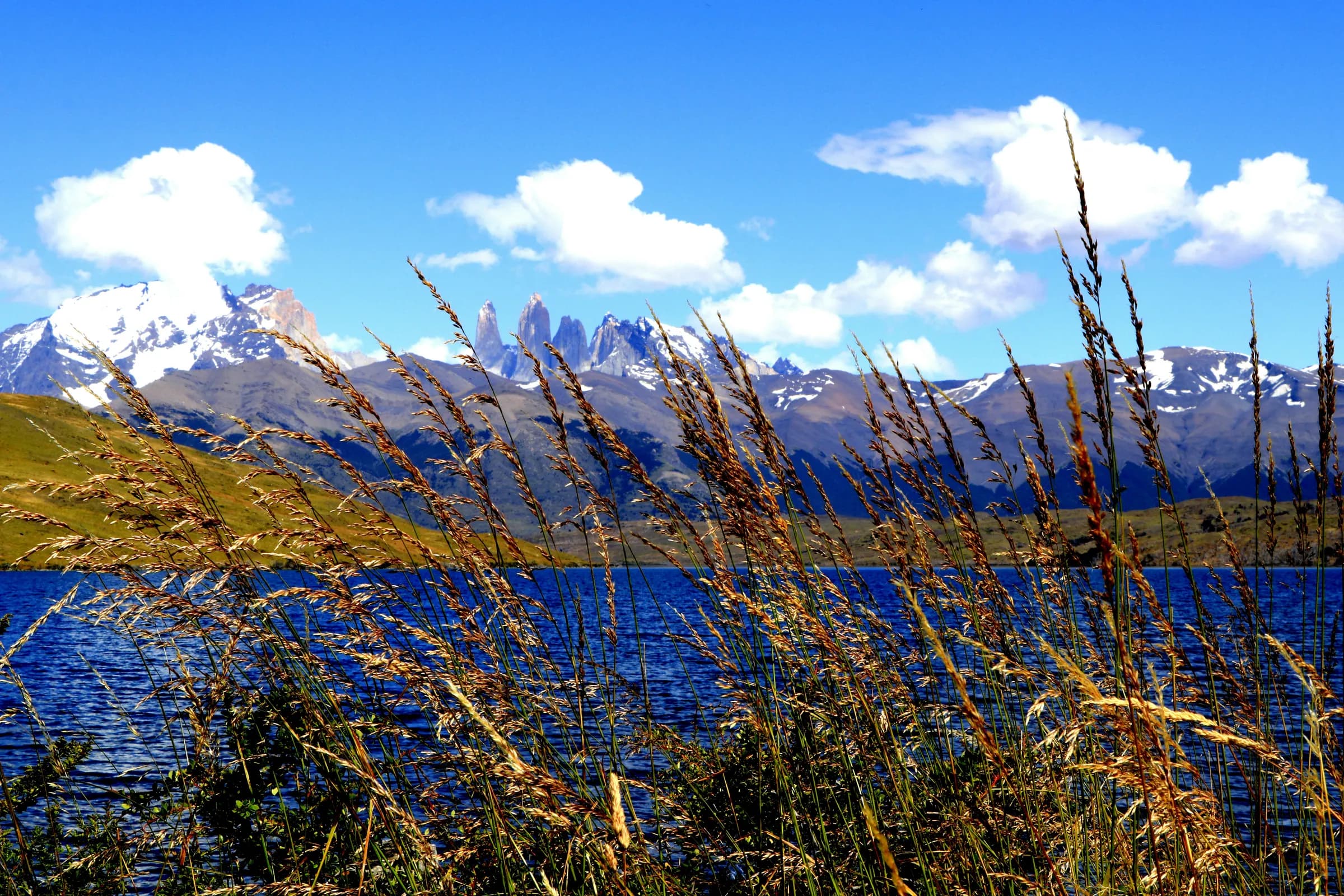 The three towers seen across Laguna Azul through the tall grass, Torres del Paine